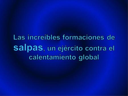 Las increíbles formaciones de salpas, un ejército contra el calentamiento global.