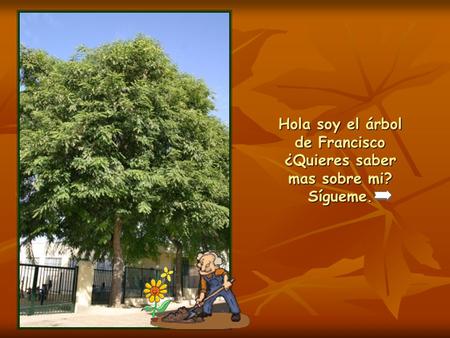 Hola soy el árbol de Francisco ¿Quieres saber mas sobre mi? Sígueme.
