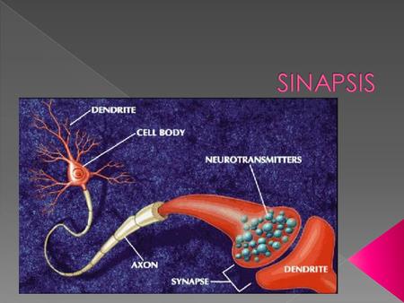 SINAPSIS.