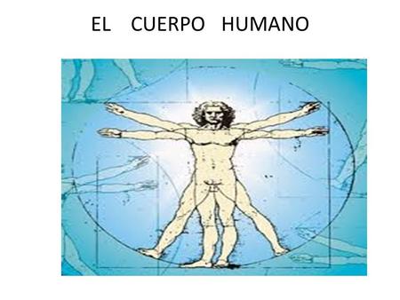 EL CUERPO HUMANO.