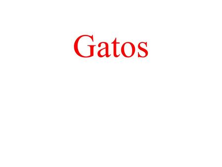 Gatos.