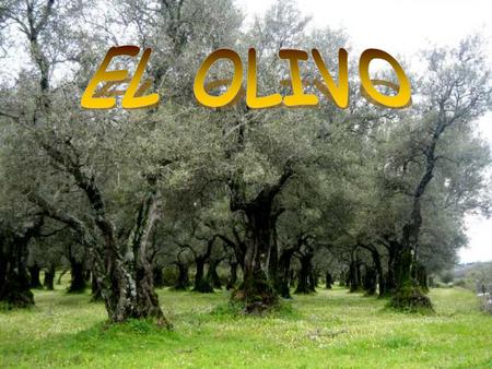 DESDE LA EPOCA ANTIGUA HASTA LOS GRIEGOS : Ciertos historiadores indican que el olivo procede de Persia, otros del valle del Nilo y otros indican que.