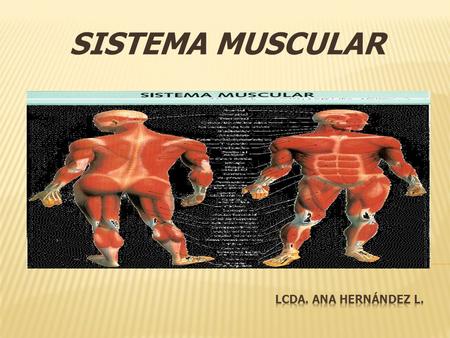 SISTEMA MUSCULAR Lcda. Ana Hernández l..