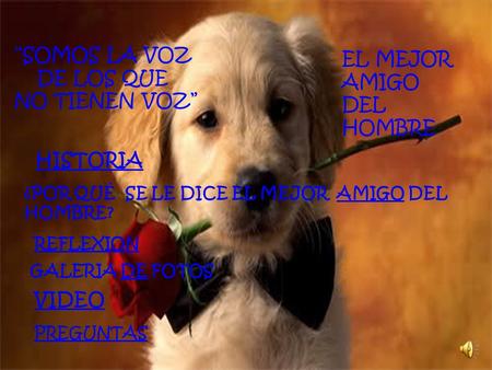 HISTORIA GALERIA DE FOTOSDE VIDEO ¿POR QUÉ SE LE DICE EL MEJOR AMIGO DEL HOMBRE?AMIGO “SOMOS LA VOZ DE LOS QUE NO TIENEN VOZ” REFLEXION EL MEJOR AMIGO.