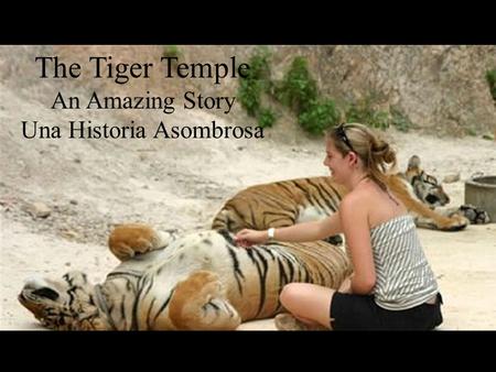 The Tiger Temple An Amazing Story Una Historia Asombrosa.