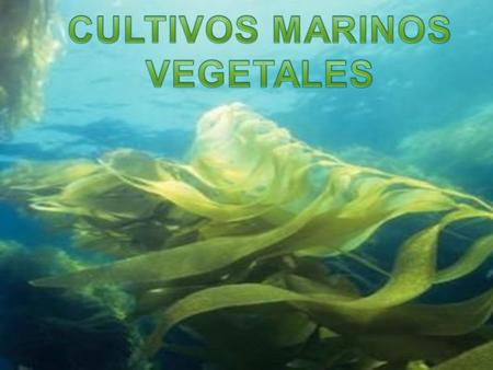 CULTIVOS MARINOS VEGETALES