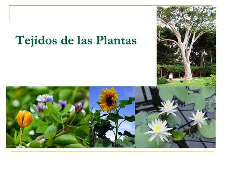 Tejidos de las Plantas.