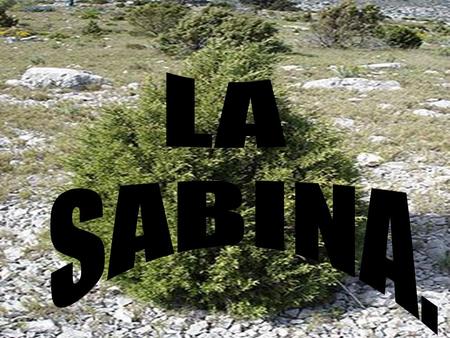 Juniperus es un género de amplia distribución, coníferas arbóreas o arbustivas, de hoja siempreverde, generalmente dioicas, con conductos secretores en.