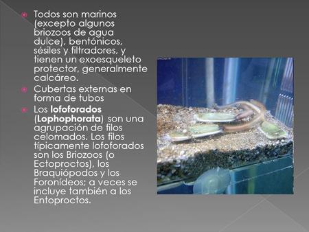 Todos son marinos (excepto algunos briozoos de agua dulce), bentónicos, sésiles y filtradores, y tienen un exoesqueleto protector, generalmente calcáreo.