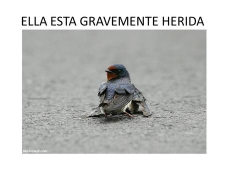ELLA ESTA GRAVEMENTE HERIDA