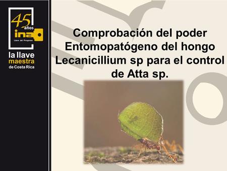 Objetivo General Comprobar el efecto Entomopatógeno del Lecanicillium sp para el control de la hormiga zompopa Atta sp.
