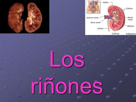 Los riñones.