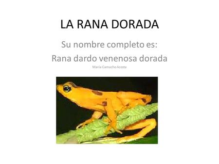 Su nombre completo es: Rana dardo venenosa dorada María Camacho Acosta