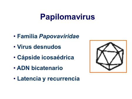 Papilomavirus Familia Papovaviridae Virus desnudos Cápside icosaédrica