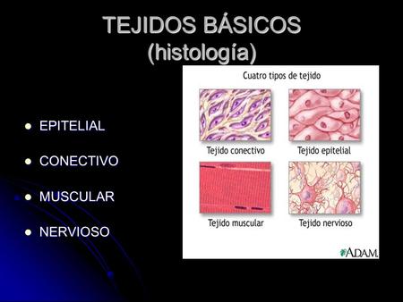 TEJIDOS BÁSICOS (histología) EPITELIAL EPITELIAL CONECTIVO CONECTIVO MUSCULAR MUSCULAR NERVIOSO NERVIOSO.