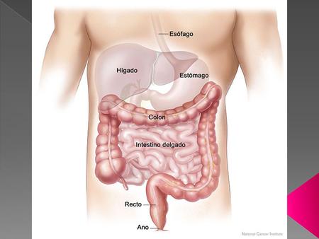Tejido conectivo denso Submucosa Tejido conectivo fibroso Muscular Capas del estómago Mucosa Tejido conectivo denso Submucosa Tejido conectivo fibroso.