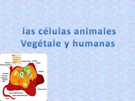 Las células animales Vegétale y humanas.
