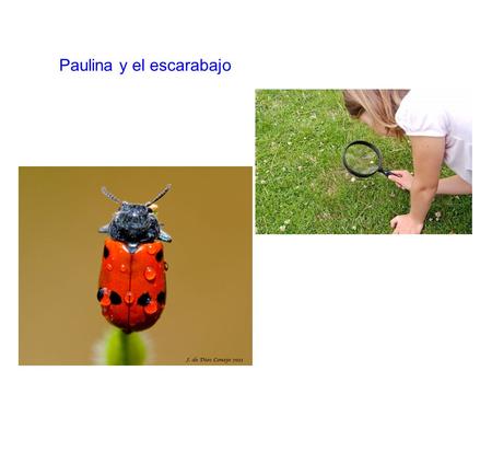 Paulina y el escarabajo. Situación problemática Pa ulina está observando con una lupa a los diferentes tipos de seres vivos que existen en los jardínes.
