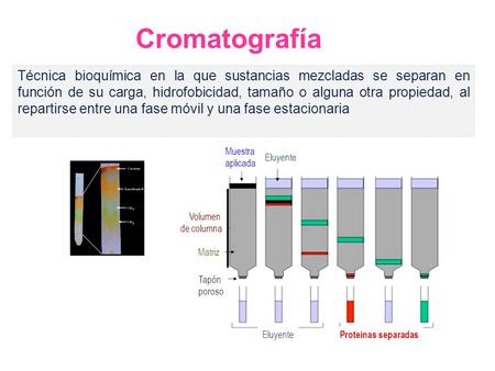 Cromatografía Técnica bioquímica en la que sustancias mezcladas se separan en función de su carga, hidrofobicidad, tamaño o alguna otra propiedad, al repartirse.