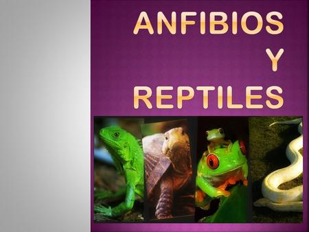 Anfibios y reptiles.