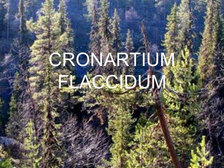 CRONARTIUM FLACCIDUM.