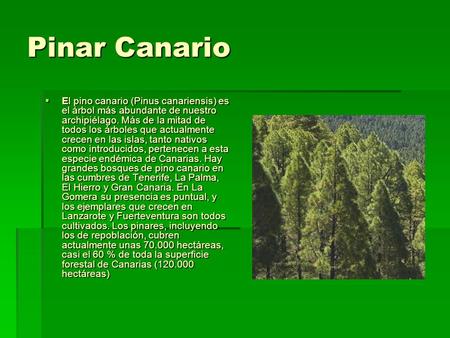 Pinar Canario El pino canario (Pinus canariensis) es el árbol más abundante de nuestro archipiélago. Más de la mitad de todos los árboles que actualmente.