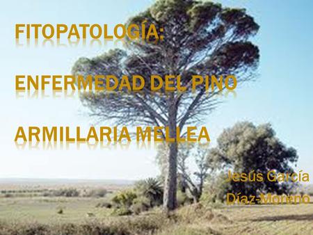 Jesús García Díaz-Moreno. 1. Definición. 2. Localización 3. Propagación 4. Daños que ocasiona 5. Tratamientos preventivos 6. Tratamientos curativos 7.