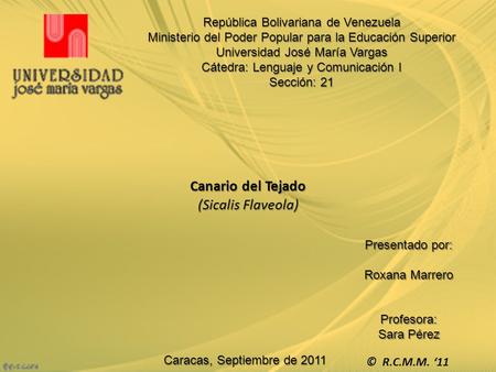 Canario del Tejado (Sicalis Flaveola)