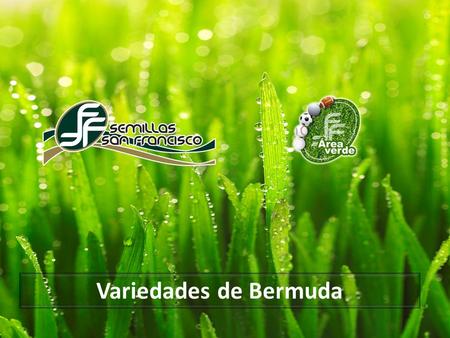 Variedades de Bermuda.