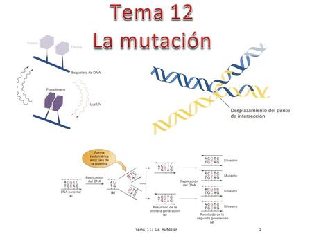 Tema 12 La mutación Tema 11: La mutación.