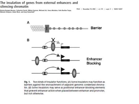 Ejemplo de un “insulator” con efecto bloqueador de enhancer