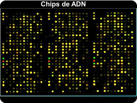 ¿Chips o micromatrices?  No es lo mismo