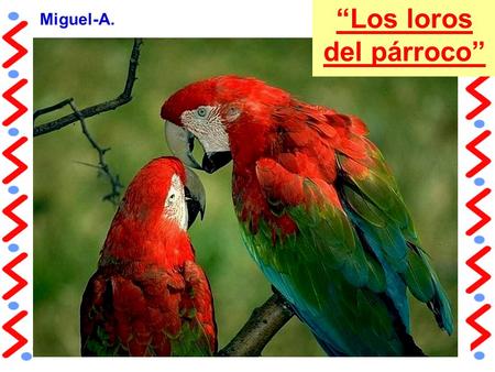 “Los loros del párroco” Miguel-A.. Llega una señora al confesionario y conversa con el cura párroco: - Padre, ¡tengo un problema!. -D-Dime, ¿cuál es tu.