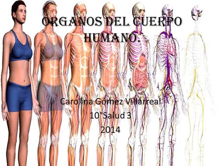 Órganos Del Cuerpo Humano.