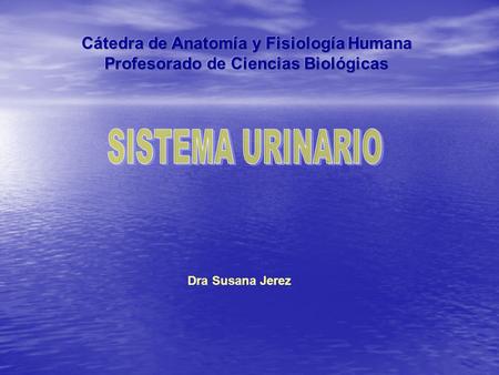 SISTEMA URINARIO Cátedra de Anatomía y Fisiología Humana