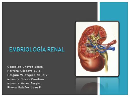 EMBRIOLOGÍA RENAL Gonzalez Chavez Belen Herrera Córdova Luis