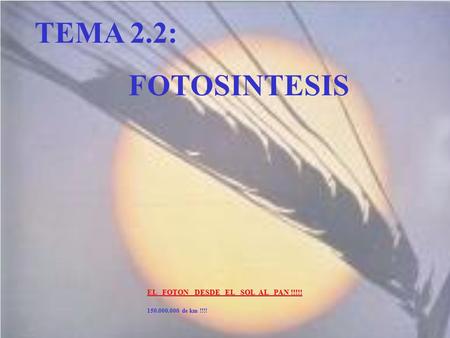 TEMA 2.2: FOTOSINTESIS EL FOTON DESDE EL SOL AL PAN !!!!!