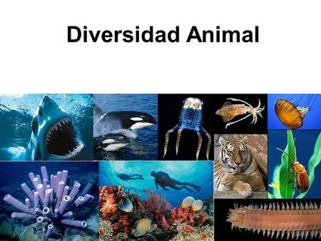 Diversidad Animal.