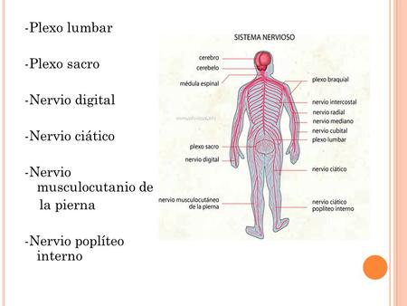 -Plexo lumbar -Plexo sacro -Nervio digital -Nervio ciático -Nervio musculocutanio de la pierna -Nervio poplíteo interno.