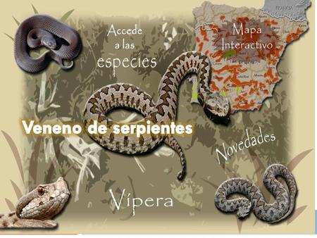 Veneno de serpientes.