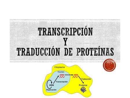 Transcripción y traducción de proteínas