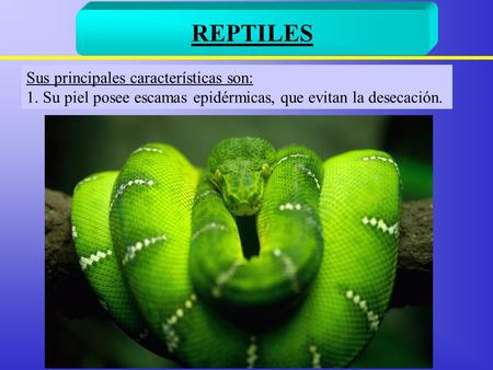 REPTILES Sus principales características son: