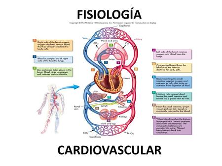 FISIOLOGÍA CARDIOVASCULAR.