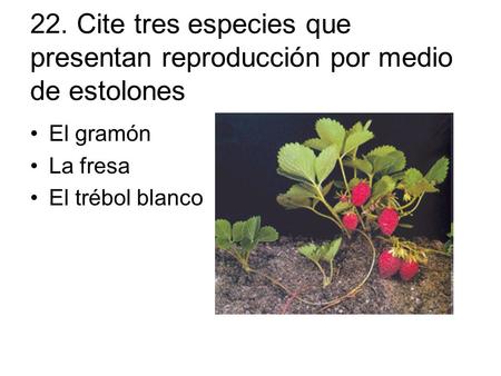 22. Cite tres especies que presentan reproducción por medio de estolones El gramón La fresa El trébol blanco.