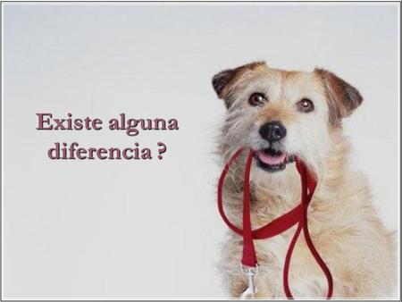 Existe alguna diferencia ? Adivine lo que hay en común entre estos dos perros ? Respuesta: Nada, además del hecho de que ambos son cachorros !