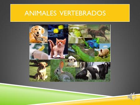Animales vertebrados.