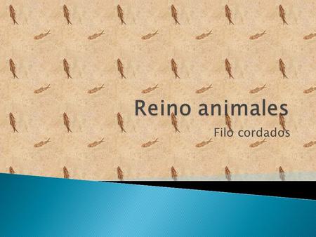 Reino animales Filo cordados.