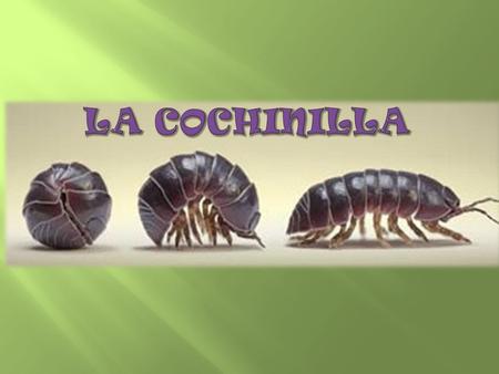LA COCHINILLA.