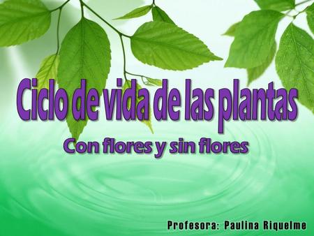 Ciclo de vida de las plantas