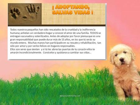 Todos nuestros pequeños han sido rescatados de la crueldad y la indiferencia humana; anhelan un verdadero hogar y conocer el amor de una familia. TODOS.